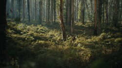 Dense coniferous forest with tall evergreen trees and thick golden-green understory vegetation in dappled sunlight.