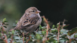 Small gray and tan songbird perched on green foliage with blurred dark background.