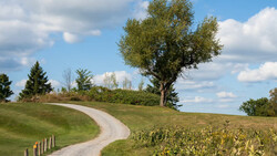 Winding gravel path through rolling green hills with a gnarled tree and distant treeline under partly cloudy sky.