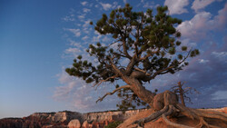Gnarled Joshua tree with twisted trunk growing from red rock formation against blue sky.