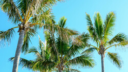 Palm trees with green fronds against a clear blue sky, photographed from below looking upward.