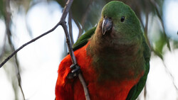 Rainbow lorikeet perched on a branch, displaying vibrant green, red, and orange plumage.
