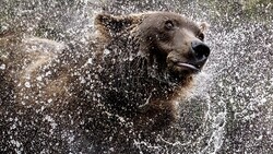 Dog shaking off water with spray frozen mid-motion against neutral background.