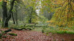 Forest path covered in fallen leaves with moss-covered logs and golden autumn foliage overhead.