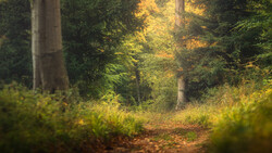 Forest path lined with tall trees and golden autumn light filtering through the canopy.
