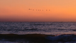 Silhouetted waves and a flock of birds in flight during an orange and purple sunset over the ocean.