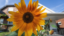 Golden sunflower in sharp focus with dark seed center, residential house blurred in background.