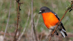 Small bird with vibrant orange-red breast and gray-blue upper body perched on a thin branch.