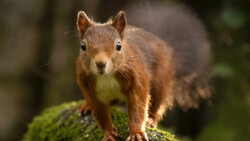 Red squirrel standing on moss-covered log, facing camera with alert posture.
