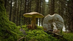 Two mushrooms growing on vibrant green moss in a coniferous forest.