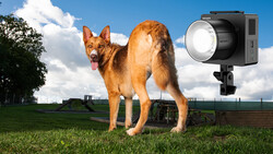 German Shepherd standing on grass with professional LED light mounted on stand positioned to the right.