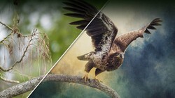 Eagle taking flight from a perch, wings spread wide in dramatic motion.