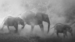 Three elephants walking through dust and haze in monochromatic tones.