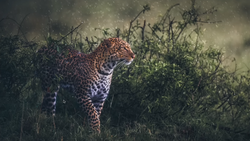 Leopard walking through tall grass and brush in muted, atmospheric lighting.