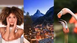 Portrait of woman with voluminous curly hair, alpine mountain town at dusk, and close-up of flamingo's head and neck.