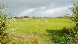 Pastoral landscape with rolled hay bales scattered across a vibrant green field under overcast sky.