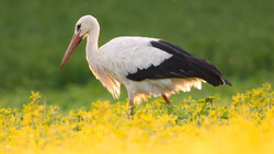 White stork with black wing feathers and red beak standing in a field of yellow flowers.