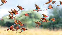 Flock of colorful bee-eaters in flight against a blurred natural background.