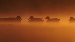 Four ducks silhouetted against golden mist at sunrise or sunset.