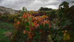 Autumn vineyard with leaves turning red and orange under overcast sky.