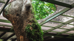 Thick tree trunk with moss and ivy growing on it, viewed through a modern green metal pergola structure with geometric grid pattern.