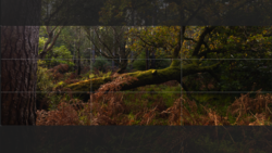 Forest floor with fallen moss-covered logs and dense undergrowth, overlaid with rule-of-thirds composition grid lines.