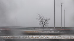 Bare tree and street lamps in dense fog with overcast sky and wet pavement.