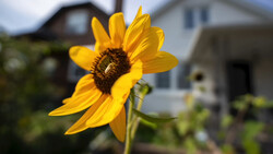 Bright yellow sunflower with dark center in sharp focus, residential houses blurred in background.