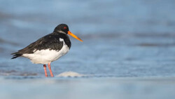 Black and white shorebird with orange-yellow beak and red legs standing in shallow water.