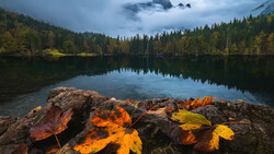 Autumn leaves on rocks at a calm alpine lake surrounded by evergreen forest and misty mountains.