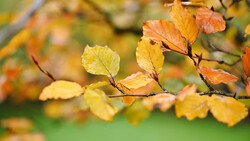 Branch with autumn leaves transitioning from yellow to orange and red against a soft green blurred background.