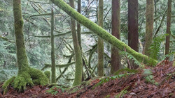 Moss-covered fallen tree trunk spanning across a misty forest floor with tall conifers and ferns.