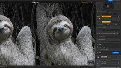 Screenshot of photo editing software showing before and after comparison of sloths with adjustment panels visible on right side.