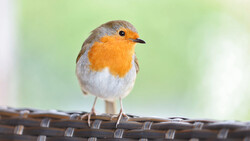 Robin perched on a woven branch against a soft green blurred background.