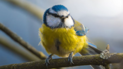 Blue tit perched on a wooden branch, with bright yellow underparts and blue-gray head markings.