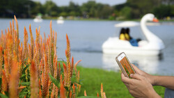 Hand holding smartphone with orange celosia flowers in foreground, swan paddle boat and water visible in soft focus background.