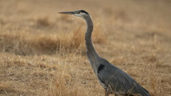 Great Blue Heron standing in dry grass and sandy ground, photographed in profile.