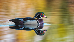 Wood duck floating on water with mirror reflection, showing distinctive male plumage and coloring.