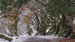 Gnarled trees with moss-covered trunks lining a snowy path through a winter forest.