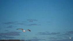 Two seagulls in flight against a blue twilight sky with scattered clouds.