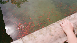 Large school of small red fish swimming in murky green water viewed from above, with concrete edge and hand visible at frame edge.