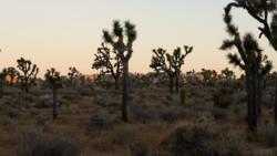 Joshua trees silhouetted against a dusky sky in a desert landscape at sunset.