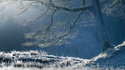 Frost-covered vegetation and bare tree branches frame a misty valley landscape with dramatic morning light.