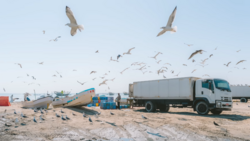 A white cargo truck parked on a sandy beach with fishing boats and gulls in flight overhead.
