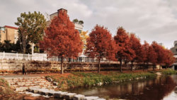 Row of vibrant red autumn trees lining a riverbank with stone embankment and residential buildings.