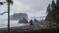 Dramatic coastal landscape with sea stacks, driftwood beach, and forested headlands in overcast conditions.