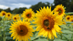 Bright sunflowers in full bloom fill the frame, with sharp focus on a central flower's yellow petals and dark seed head.