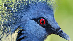 Close-up of a blue bird's head with striking red eye and black facial markings against blurred green background.
