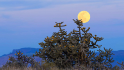 Full moon rising behind a gnarled desert plant against a twilight blue sky.