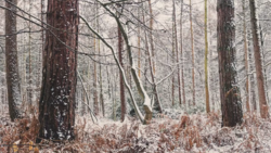 Snow-dusted forest with bare deciduous trees and brown leaf-covered ground in winter.